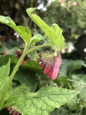 Comfrey plants flowering for sale  ASHBOURNE