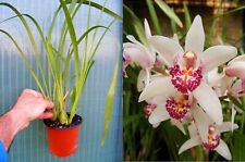 Cymbidium showgirl malibu d'occasion  Fumel