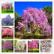 Seeds japanese weeping for sale  Goldsboro