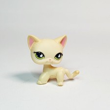 Petshop chat européen d'occasion  Nancy-