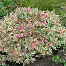 Variegated weigela bush for sale  Grantsburg