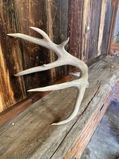 Large mule deer for sale  Show Low