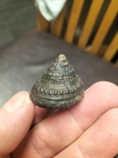 Quality pleurtomaria gastropod for sale  REDCAR