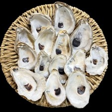 Oyster shells bakers for sale  Washington
