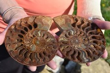 Grande ammonite siée d'occasion  Pont-à-Mousson