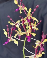 plants orchid blooming for sale plants orchid blooming for sale USA
