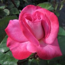 Pink peace bare for sale  HARLOW