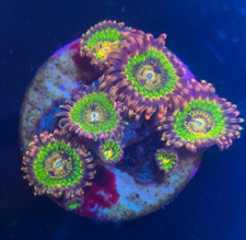 Butt kisser zoa for sale  HATFIELD