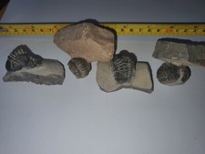 Lot phacops fossilisés d'occasion  France