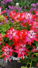 Pelargonie geranie fireworks gebraucht kaufen  Naila