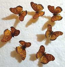 Brown butterfly collection for sale  SLEAFORD