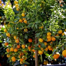 Seedlings rare orange for sale  Lincolnton
