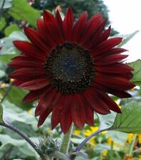 Flower sunflower hellianthus for sale  HIGH WYCOMBE
