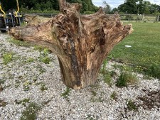 Ash large tree for sale  GOOLE