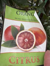Moro blood orange for sale  Thousand Oaks