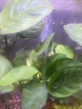 Anubia nana feuilles d'occasion  Goderville