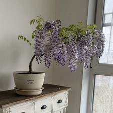 Japanese purple wisteria for sale  FELIXSTOWE