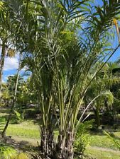 Allagoptera arenaria seashore for sale  Boca Raton