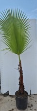 Pianta waschingtonia robusta usato  Altamura