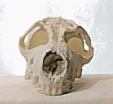 Prop bleached unidentified for sale  Newport News
