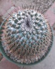 Mammillaria miegiana cactus for sale  La Mirada