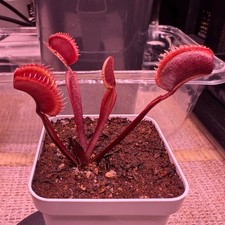 Venus flytrap fts for sale  Portland
