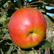 Rondo säulenapfel große gebraucht kaufen  Detmold
