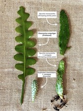 Cactus cuttings fishbone for sale  HARPENDEN