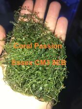 Caulerpa serrulata live for sale  CHELMSFORD