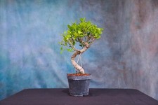 Tiger bark ficus for sale  North Fort Myers