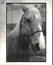 1981 press photo for sale  Memphis