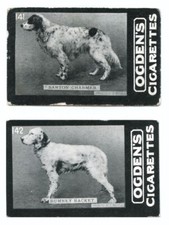 English setter gun for sale  UK