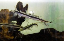 Lima shovelnose catfish for sale  Haslet