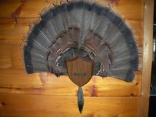 Eastern wild turkey for sale  Denver
