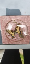 Präparierter schmetterling gl gebraucht kaufen  Wittstock/Dosse