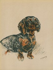 Dachshund lovely original for sale  COLEFORD