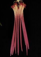 Cirrhopetalum bulbophyllum hab for sale  North Royalton