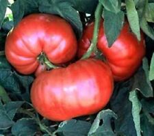 Giant pink tomato for sale  Berwyn