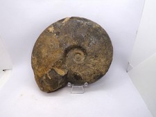 Ammonite villers mer d'occasion  Bruay-sur-l'Escaut