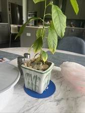 Decorative ceramic plant for sale  Vienna