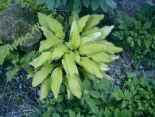 Peedee gold flash gebraucht kaufen  Mutterstadt