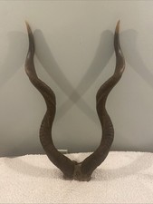 High quality horns for sale  Minneapolis