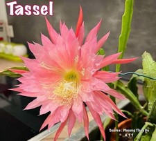Epiphyllum tassel parfumé d'occasion  Châtenay-Malabry