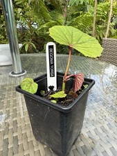 Begonia torsa 7cm for sale  HIGH WYCOMBE