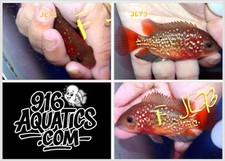 2.28 inch female for sale  USA