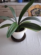 Clivie clivia jungpflanze gebraucht kaufen  Herbstein