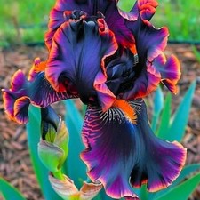 Sementes de flores de íris preta e flamejante – 35 sementes – Flores multicoloridas exclusivas para jardim comprar usado  Enviando para Brazil