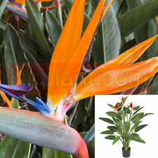 Strelitzia reginae 5gallon for sale  Modesto