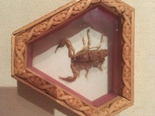 Insect showcase scorpion d'occasion  Expédié en Belgium