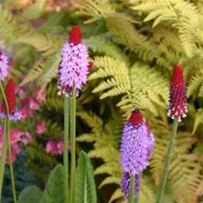 Primula vialii red for sale  SALTASH